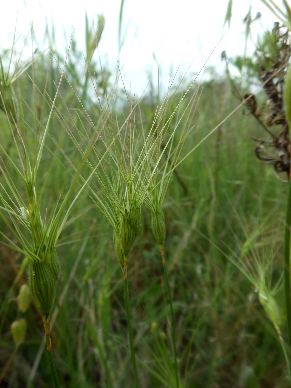 Triticum neglectum / Egilope negletta